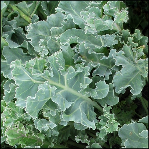 sea kale crambe maritima