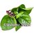 Ceylon Spinach - Red Stem (Malabar Spinach)