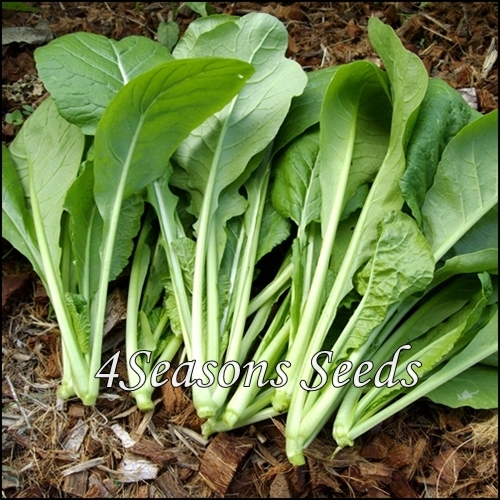 Komatsuna (Japanese Mustard Spinach) - 4Seasons Seeds