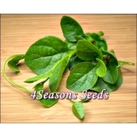 Ceylon Spinach - Green Stem (Malabar Spinach)