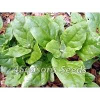 Warrigal Greens (Warrigal Spinach)
