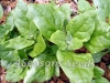 Warrigal Greens (Warrigal Spinach)