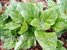 Warrigal Greens (Warrigal Spinach)