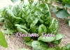 Spinach - Giant Noble