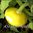 Summer Squash - Yellow Bush Scallop