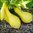 Summer Squash - Yellow Crookneck