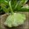 Summer Squash - Peter Pan F1