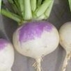 Turnip - Purple Top White Globe