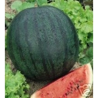 Watermelon - Sugar Baby
