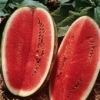Watermelon - All Sweet