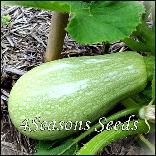 Zucchini - Lebanese - 4Seasons Seeds