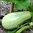 Zucchini - Lebanese