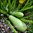 Zucchini - Greyzini F1