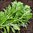 Edible Chrysanthemum - Serrated Leaf (Tong Ho, Shungiku)