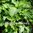 Shiso - Japanese Green Shiso