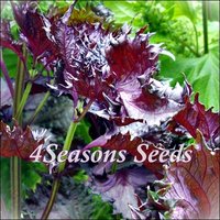 Shiso - Red Shiso