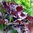 Shiso - Japanese Red Shiso