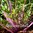 Mizuna - Purple Stem