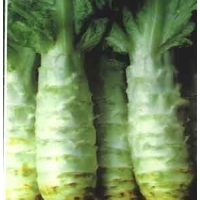 Celtuce