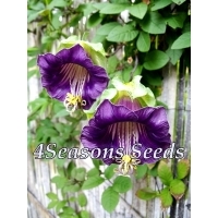 Cobaea Scandens (Cathedral Bells Vine - Violet)