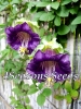 Cobaea Scandens (Cathedral Bells Vine - Violet)