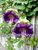 Cobaea Scandens (Cathedral Bells Vine - Violet)