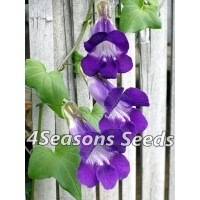 Asarina Scandens (Violet Snapdragon Vine)