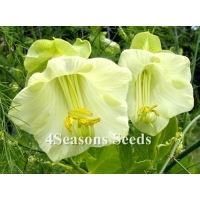 Cobaea Scandens (Cathedral Bells Vine - White)