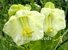 Cobaea Scandens (Cathedral Bells Vine - White)