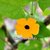 Thunbergia alata (Black-eyed Susan Vine Mix)