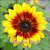 Sunflower - Solar Flash F1