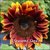 Sunflower - Royal Velvet F1