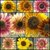 Sunflower - Evening Sun Mix