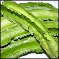 Climbing Bean - Winged Bean