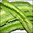 Climbing Bean - Winged Bean