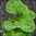 Amaranth Greens - Green Leaf