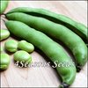 Broad Bean - Aquadulce