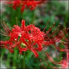 Red Spider Lily (Lycoris radiata)