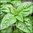 Basil - Lettuce Leaf