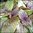 Shiso - Vietnamese Shiso