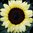 Sunflower - Lemon Rush F1