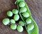 Shelling Pea (Bush) - Massey Gem (Melbourne Market, Super Gem)