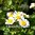 Feverfew