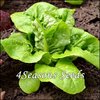 Lettuce - Little Gem     (Mini Cos)