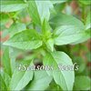 Basil - Dwarf Greek