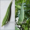 Angled Luffa Gourd