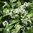 Wild Garlic (Ramsons, Allium Ursinum)