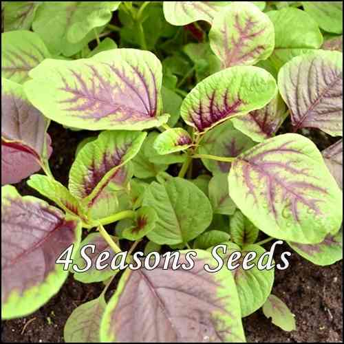 Amaranth Greens - Bicolour