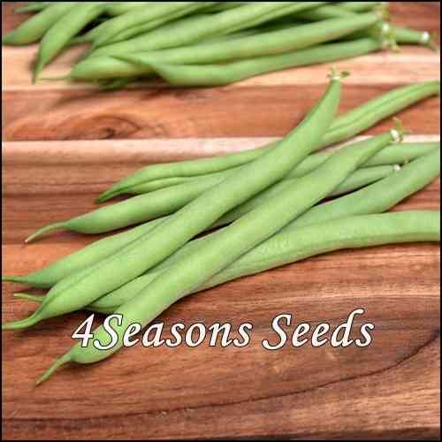Bush Beans - Provider