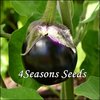 Eggplant - Thai Purple Ball